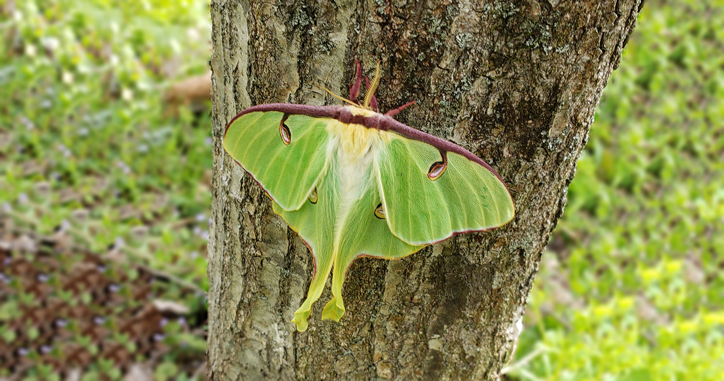 luna moth on side of tree