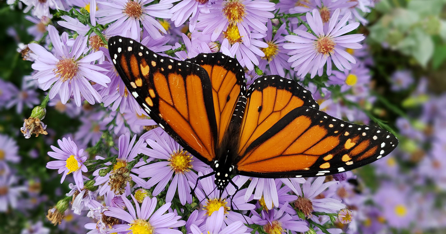 monarch on asters