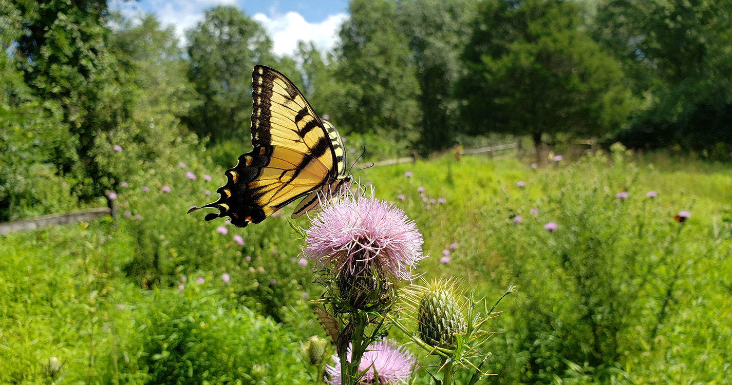 swallowtail on thistle flower