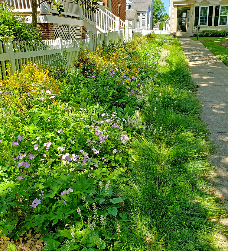 flowery landscape along sidewalk with houses in background