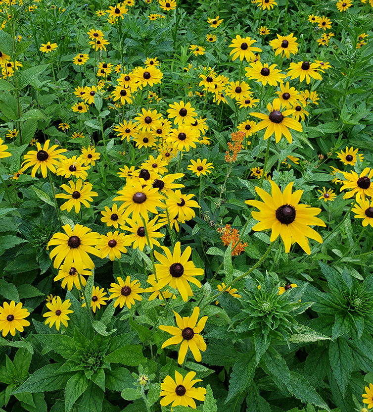 Brown-eyed Susan flowers