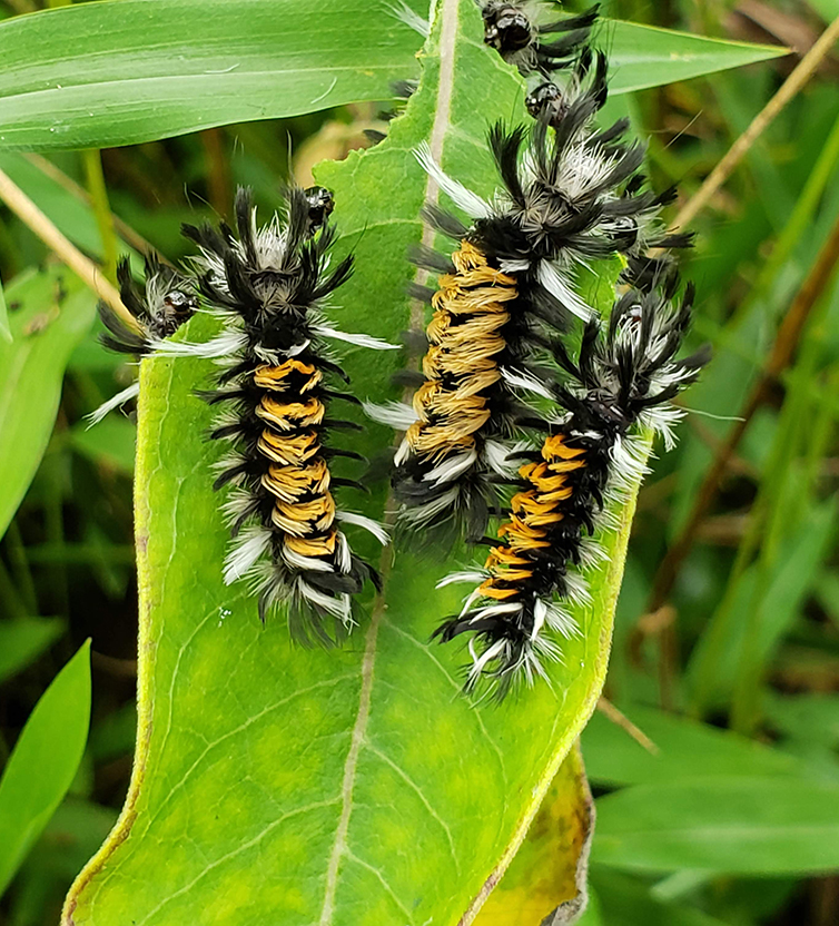 caterpillars on leaf