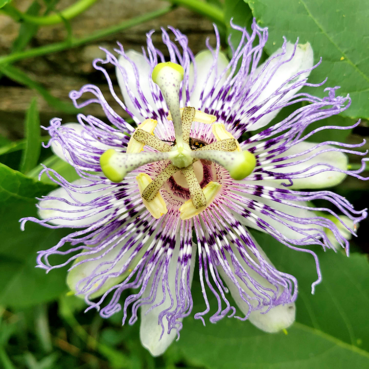 passionflower